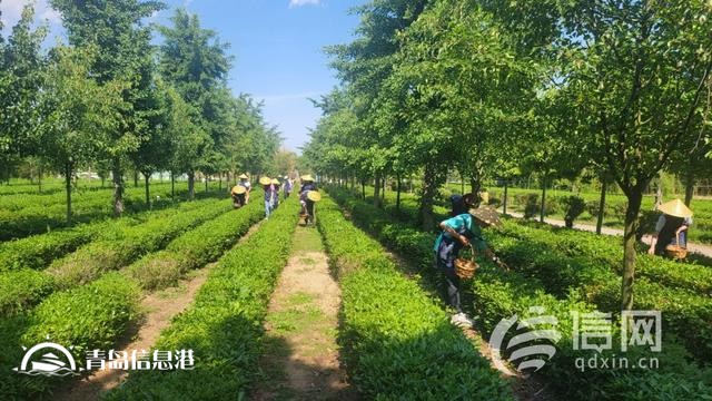 深入發(fā)展研學(xué)旅游 青島即墨激活鄉(xiāng)村振興新動能