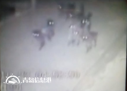 膠州現(xiàn)不明身份兇猛動物組隊 夜襲村莊看門狗