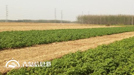 膠州現(xiàn)不明身份兇猛動物組隊 夜襲村莊看門狗