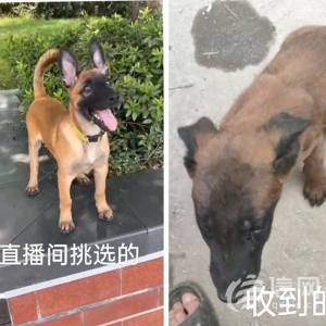 快手直播賣寵物卻讓“微信上聊” 私下交易貨不對(duì)板