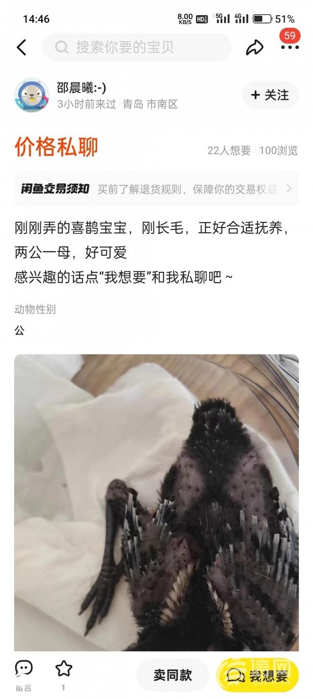 二手交易平臺上有人售賣喜鵲幼鳥 公安機(jī)關(guān)已介入調(diào)查