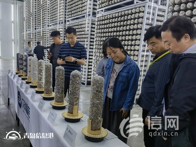 新品種新技術(shù) 國家食用菌產(chǎn)業(yè)技術(shù)體系“三新”交流會(huì)在萊西舉辦