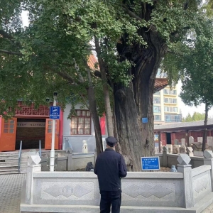 平度市東閣街道執(zhí)法中隊全力保護古樹名木，美化城市生態(tài)