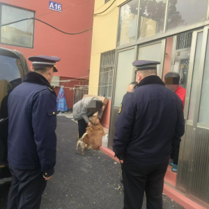 加強犬只管理！向不文明養(yǎng)犬說“不”