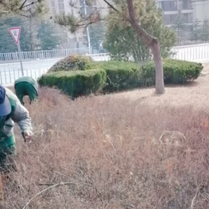 清理綠化帶枯枝落葉，營(yíng)造干凈整潔轄區(qū)環(huán)境