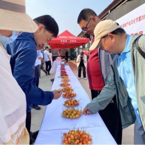 技往開來 平度“櫻”才 ——平度市第二屆大櫻桃技能人才 大賽圓滿落幕 ...